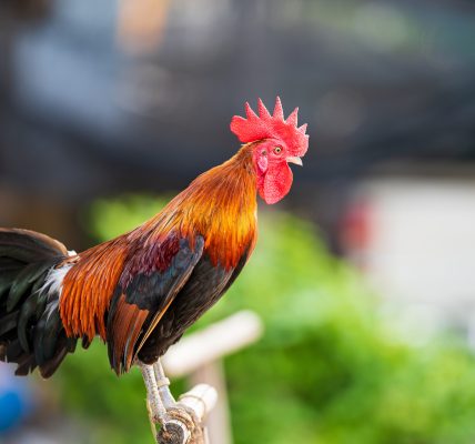 Đây là loại gà được nuôi để chọi ở nước ta. Gà chọi Thái mào đỏ