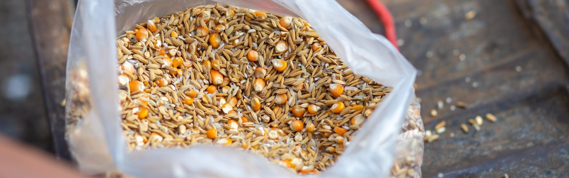 Thức ăn lúa và ngô đựng trong túi nhựa trong để dùng làm thức ăn chăn nuôi