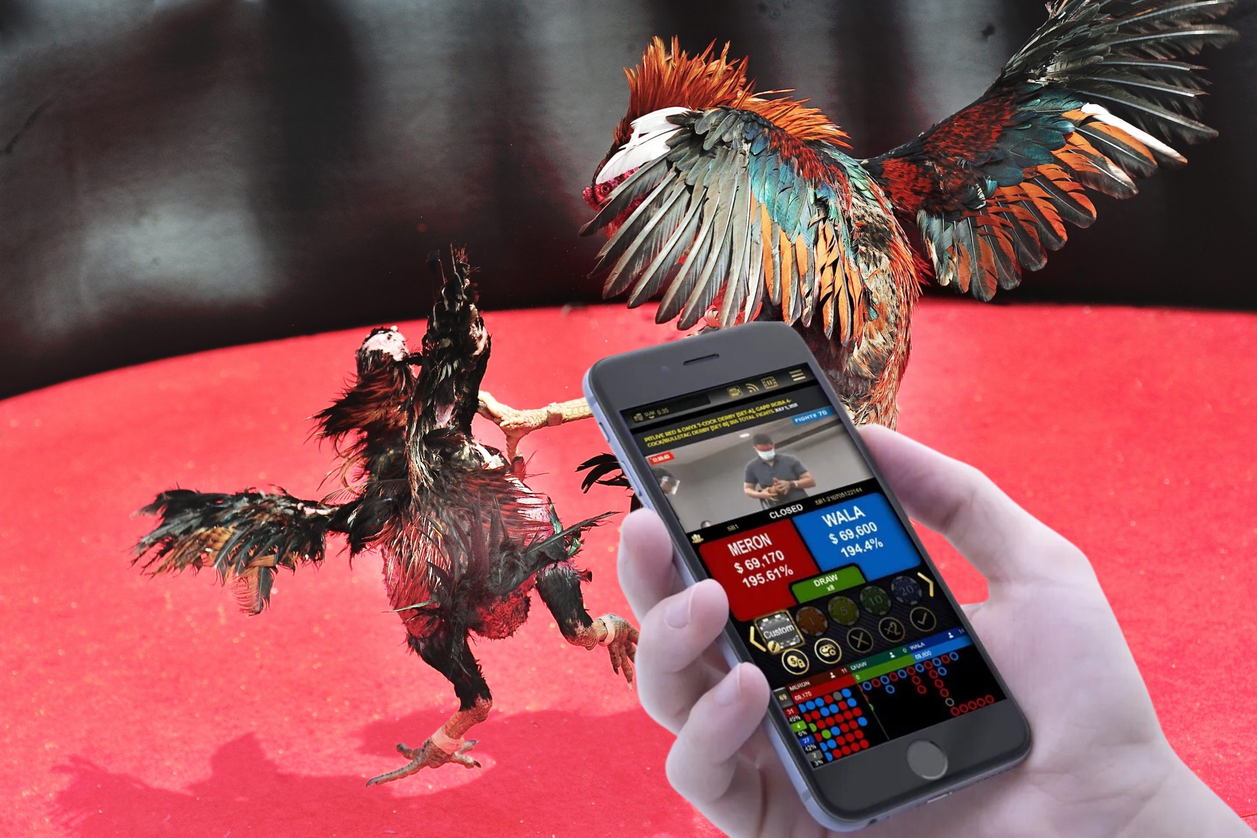 Khái niệm cá cược chọi gà trên iPhone